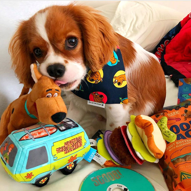 Lily with the Scoob Collection Barkbox
