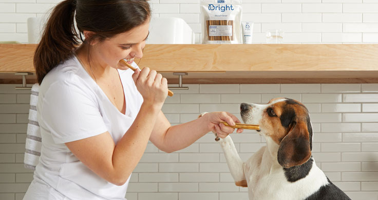A beagle and it's human brushing their teeth together