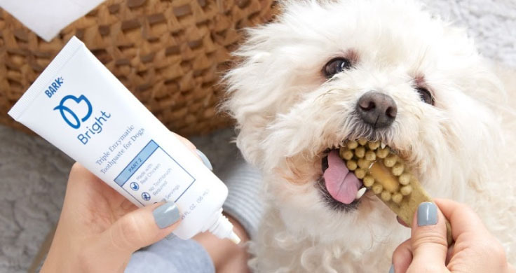 A white dog chewing on a Bright Dental chew