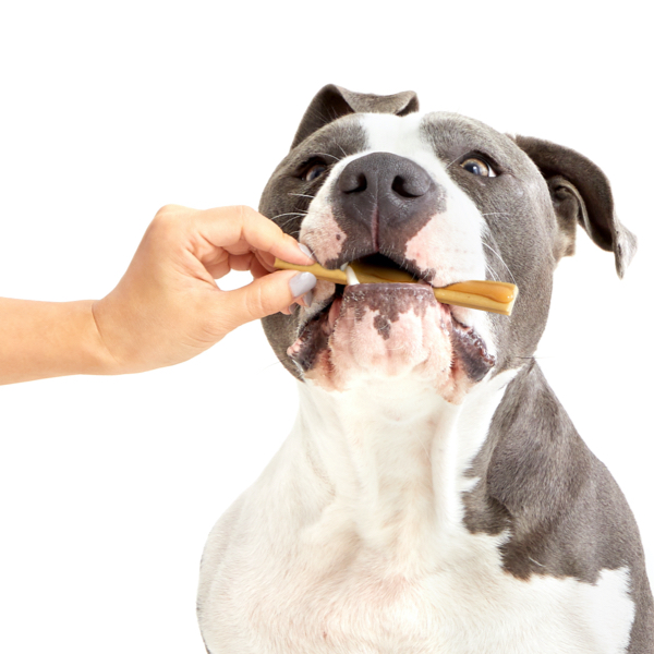 Black and white dog chewing on bark bright dental chew