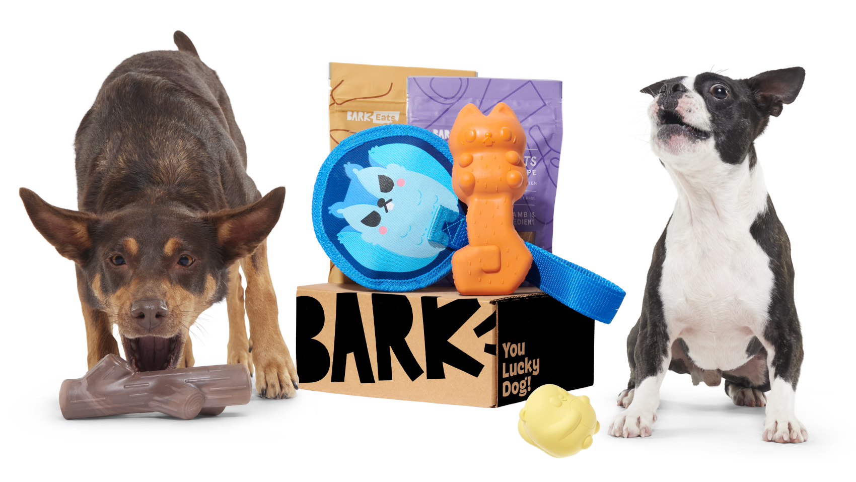 Two dogs with super chewer box and toys
