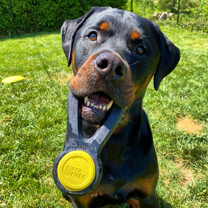 Tuck holding Super Chewer toy in his mouth