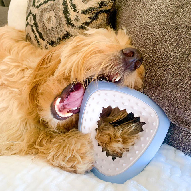 Ripley gnawing on Super Chewer toy