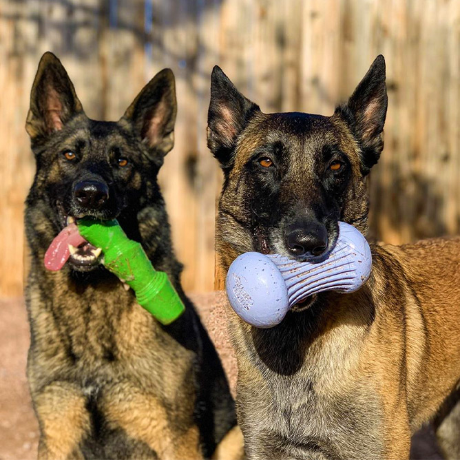 Presley and JW holding Super Chewer toys in their mouths
